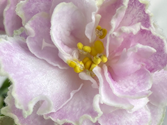 photo_nor for С-Нежная Малышка (23-58)