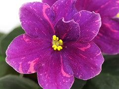 photo_nor for АВ-Ночной Костер (855-411)