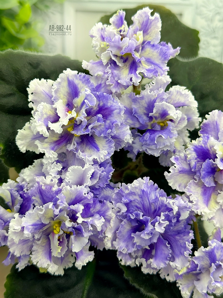 а-(61).jpg