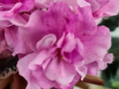 photo_nor for Apache Primrose