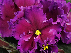 photo_nor for АВ-Пылкий Поклонник (834-236)