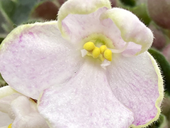 photo_nor for С-Маленькая Леди (22-335)