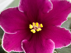 photo_nor for С-Вишнёвая Конфетка (23-85)