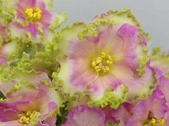 photo_nor for ЕК-Линжери