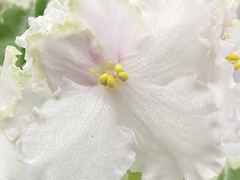 photo_nor for С-Чистая Душа (22-401)