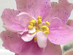 photo_nor for С-Веснушки (22-170)