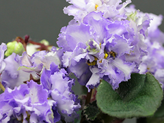 photo_nor for ЛЕ-Белый Лебедь