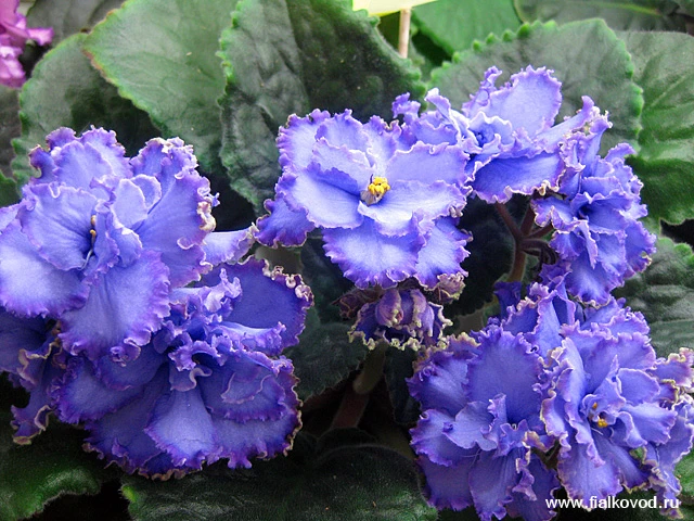 Blue Dragon