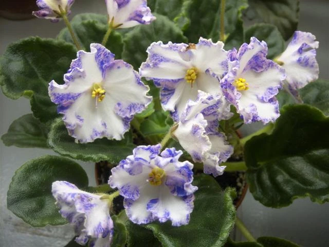 spa50288 ysmallu.jpg