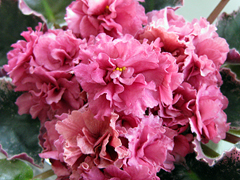 photo_nor for Зивай