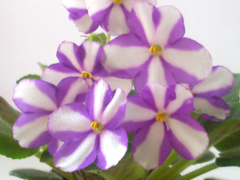 photo_nor for Sister Sylvia