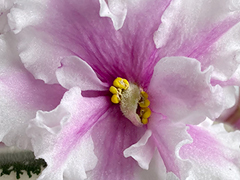 photo_nor for С-Любовный Треугольник (22-571)