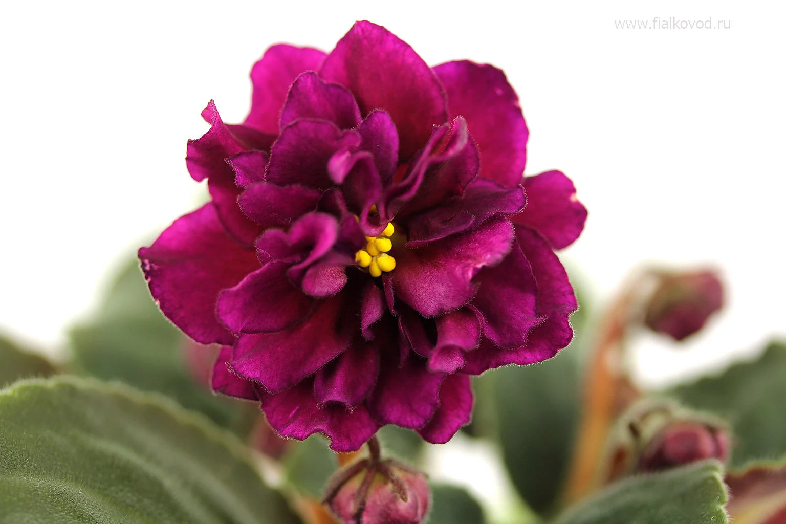 АВ-837-46, сеянец