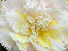 photo_nor for АВ-Цвет Счастья (880-50)