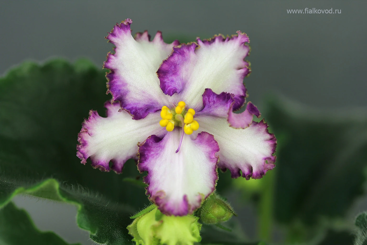 АВ-800-25, сеянец