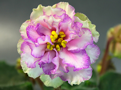 photo_nor for АВ-Райская Птица (773-2)
