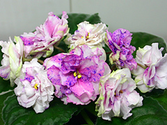 photo_nor for РС-Фортуна