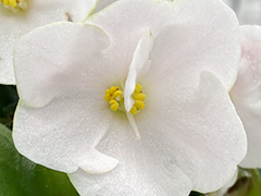 photo_nor for С-Императорский Фарфор (22-312)