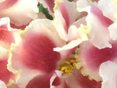 photo_nor for КО-Орловчанка