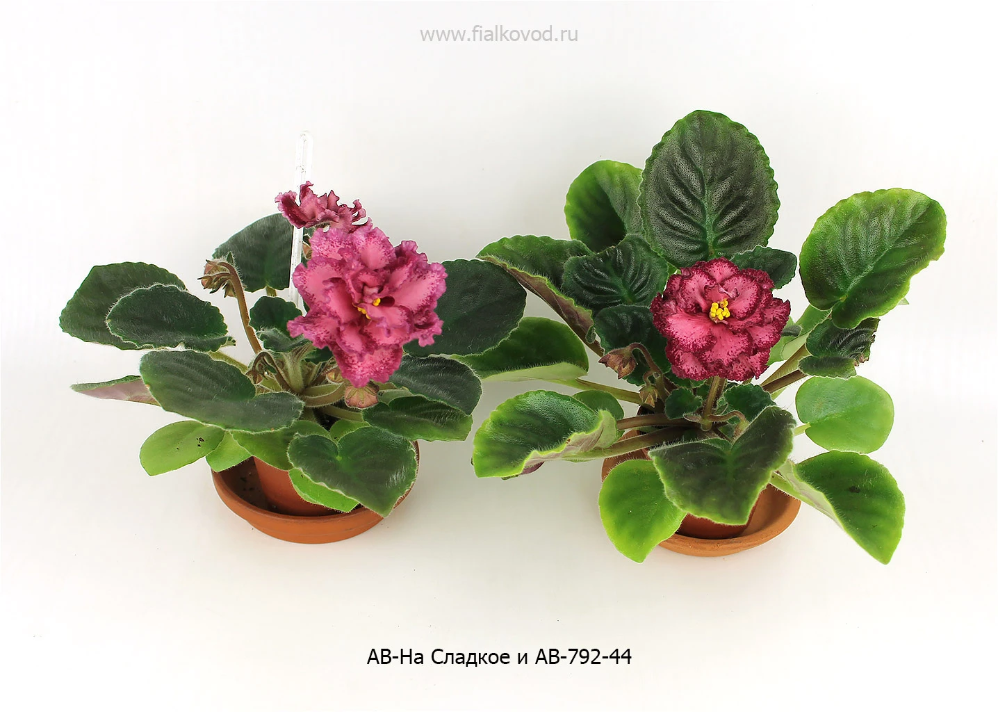 АВ-792-44, сеянец