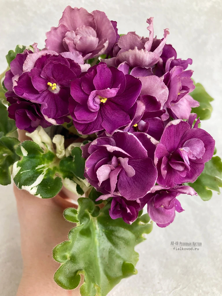 Ф-Сорок Розовых Кустов (878-144)