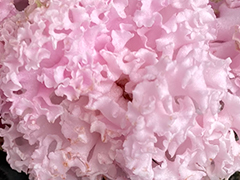 photo_nor for АВ-Роскошная Жизнь (862-54)