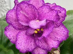 photo_nor for С-22-131, сеянец