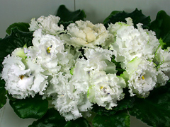 photo_nor for РС-Снег в Апреле
