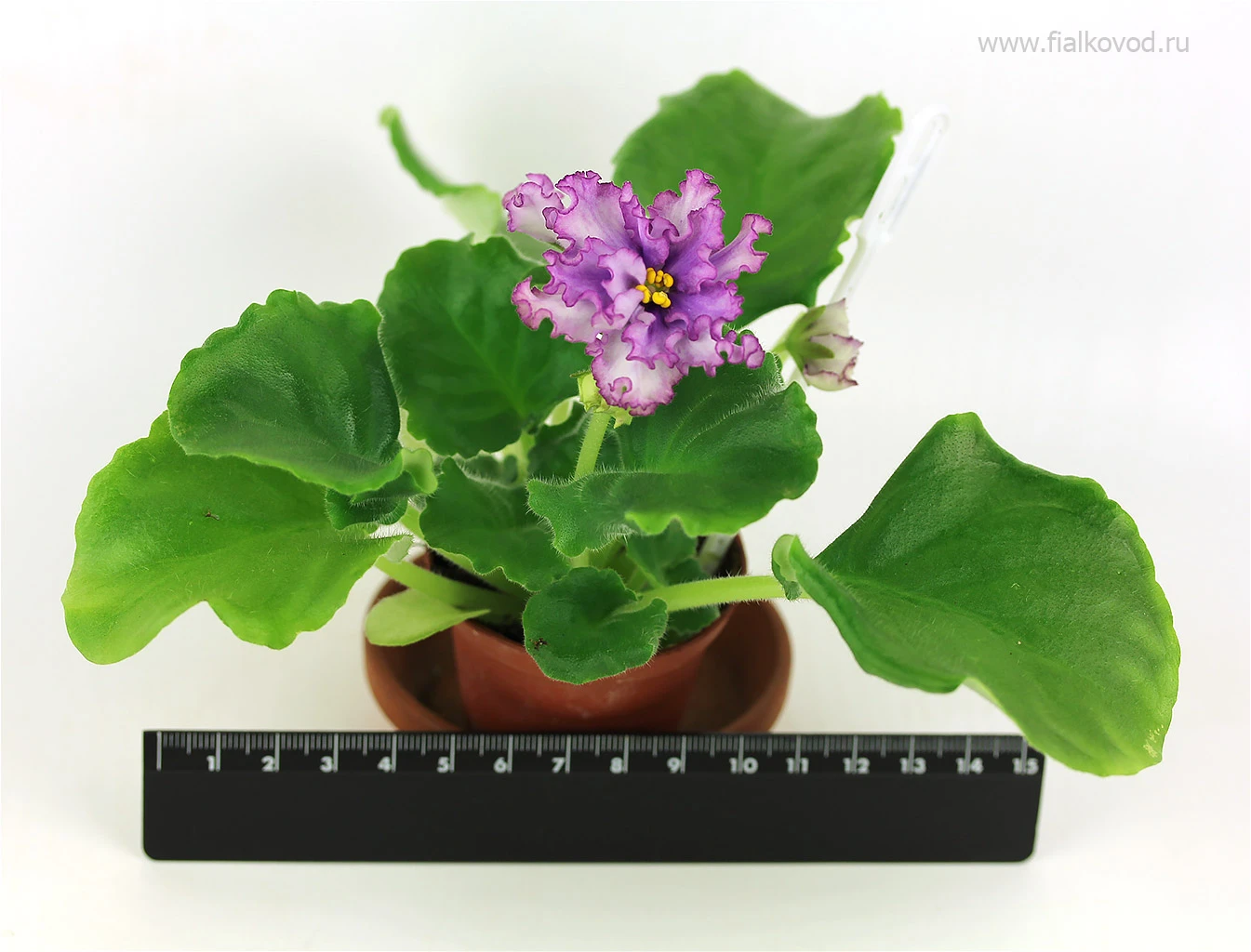 АВ-795-94, сеянец