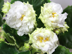 photo_nor for ЛЕ-Белая Камелия