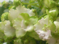 photo_nor for ЦМ-Мамма Миа