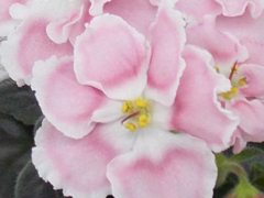 photo_nor for Амадеус Pink