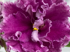 photo_nor for С-Корабля на Бал (22-548)