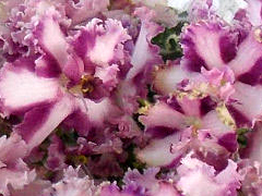 photo_nor for Mac's Crystal Cupid