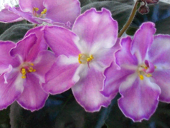 photo_nor for РС-Леди Стиль
