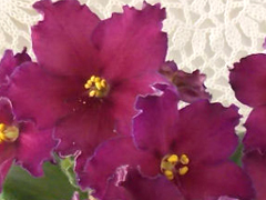 photo_nor for РС-Рамзес