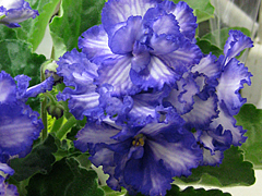 photo_nor for РС-Прозрачная Свежесть