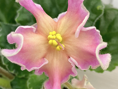 photo_nor for С-Сладкая Дыня (22-69)
