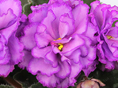 photo_nor for АВ-Лавандовые Розы (823-152)