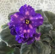 photo_nor for ВаТ-Звездная Раса