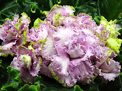 photo_nor for Ле-Уси-Пуси