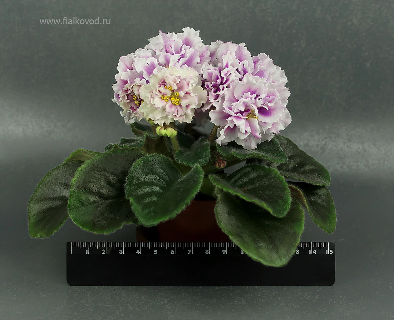 АВ-771-290, сеянец