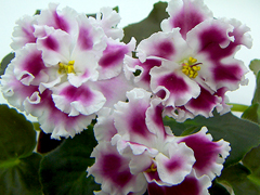 photo_nor for Амадеус
