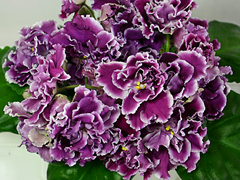 photo_nor for РС-Герцогиня