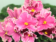 photo_nor for Ness' Forever Pink
