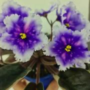 photo_nor for Dn-Огни Бродвея