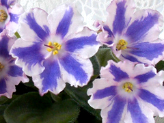 photo_nor for DS-Сияющий Колокольчик химера