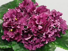 photo_nor for ЛЕ-Маджента