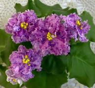 photo_nor for НД-Северная Пальмира светлый спорт