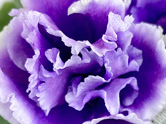 photo_nor for С-22-488, сеянец